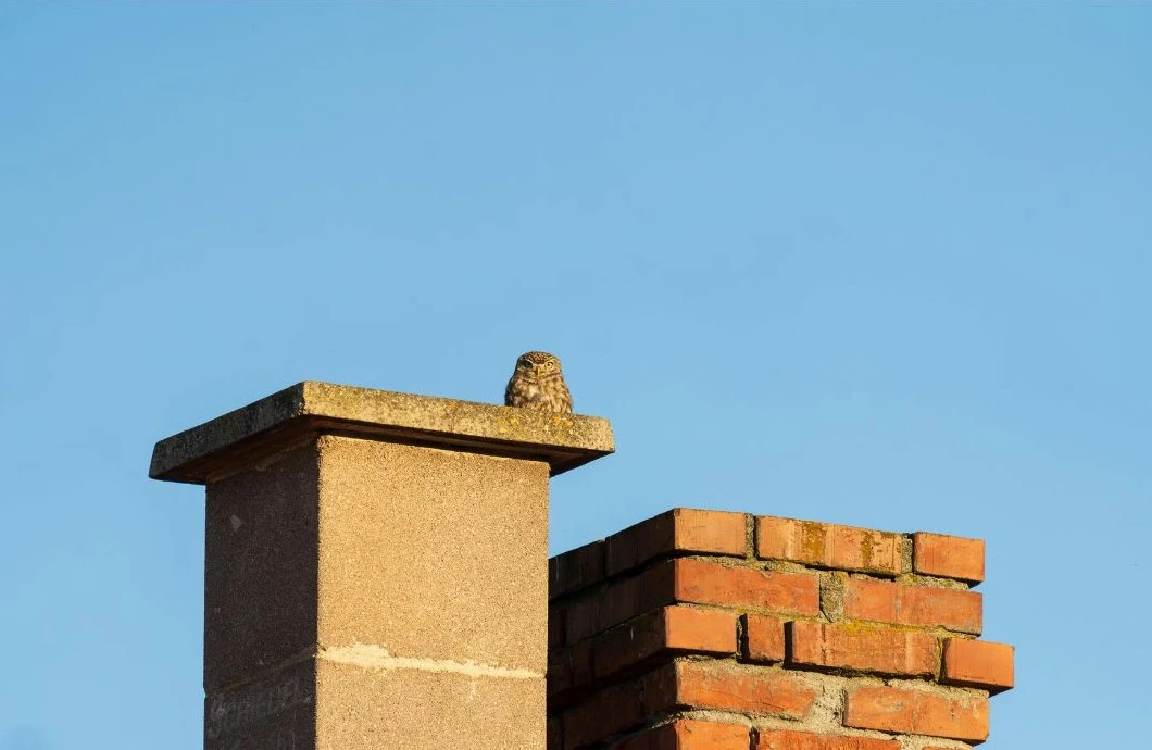 Bird sitting on residential chimney top requiring animal removal